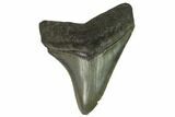 Serrated, Fossil Megalodon Tooth - South Carolina #124193-1